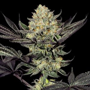 Face Mask Feminised Seeds - 5