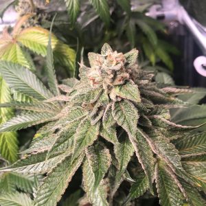Key Lime Pie x Do-Si-Dos Feminised Seeds (Limited Edition)