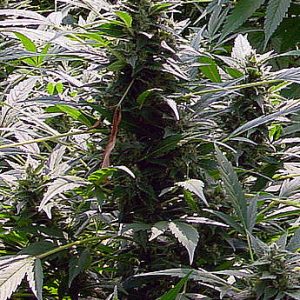 Dreamtime Regular Seeds - 18