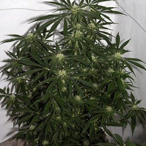 Early Skunk Haze Regular Seeds - 18
