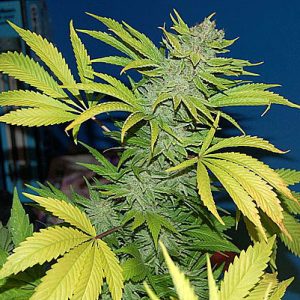 G13 Skunk Regular Seeds - 18