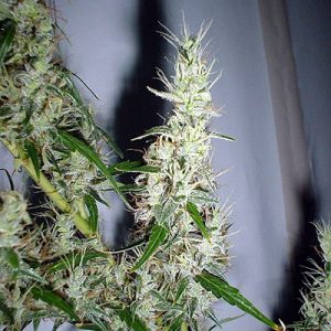 Mango Haze Regular Seeds - 18