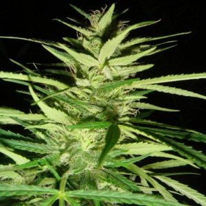 Master Kaze (Master Kush Skunk x Afghan Haze) Regular Seeds - 18