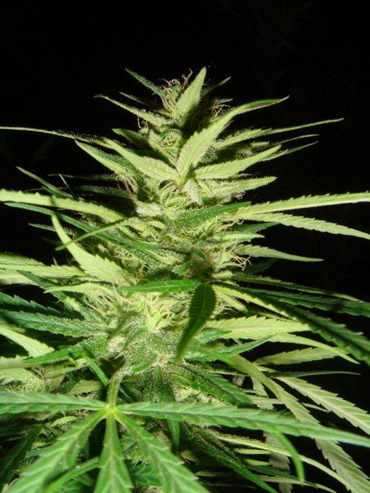 Master Kaze (Master Kush Skunk x Afghan Haze) Regular Seeds - 18