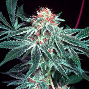 Shark Shock Regular Seeds - 18