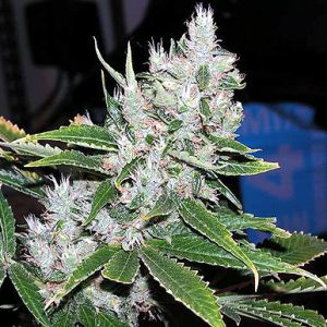 Spice Regular Seeds - 18