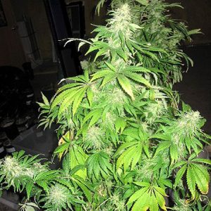 Critical Mass Mr Nice Regular Seeds - 18