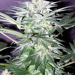 Shit Regular Seeds - 18