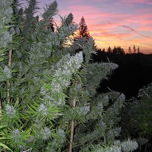 Walkabout Regular Seeds - 18