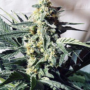 G13 Widow Regular Seeds - 18