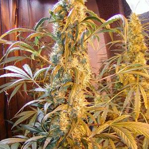 Mango Widow Regular Seeds - 18