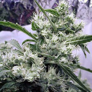 AK47 Regular Seeds - 11