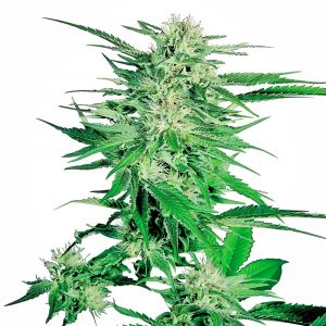 Big Bud Regular Seeds - 10
