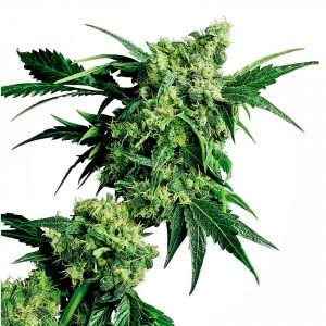 Mr Nice G13 x Hash Plant Regular Seeds - 10