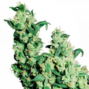 Jack Herer Regular Seeds - 10