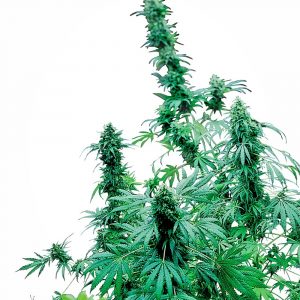 Early Skunk Regular Seeds - 10