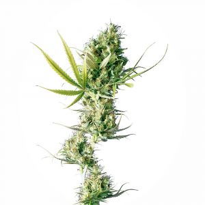 Durban Regular Seeds - 10