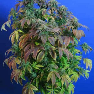 Heavy Duty Fruity Regular Seeds - 10