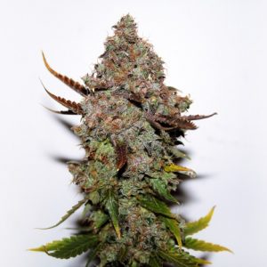 Skunk #1 Regular Seeds - Bulk x 100