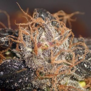 Purple Bud Regular Seeds - Bulk x 100