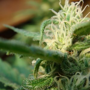 Angel's Breathe (Mango Haze x Afghan Haze) Regular Seeds - 18