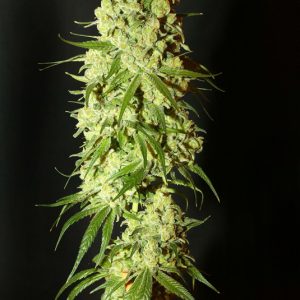 Cannatonic Regular Seeds - 10