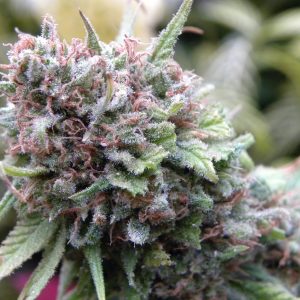 The Cure Regular Seeds - 18