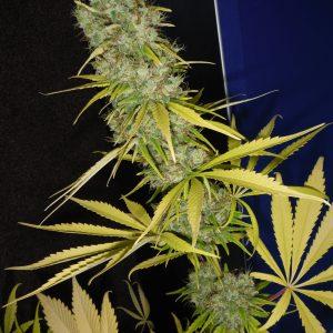 The Stones Regular Seeds - 18