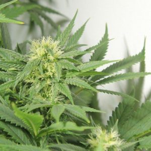 Nordle (Afghan Skunk) Regular Seeds - 18