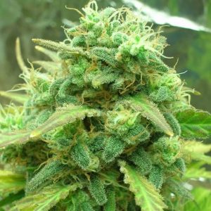 Black Jack Feminised Seeds - 5