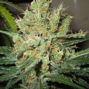 Pure Power Plant Feminised Seeds - 5