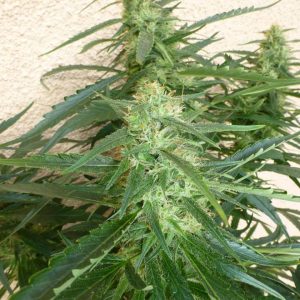 Spacer Super Auto Feminised Seeds - 3