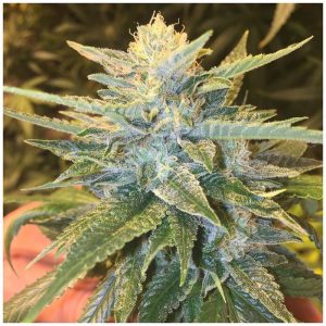 Bay Lotus Regular Seeds - 10