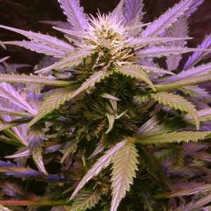 Lemon OG Haze Auto Feminised Seeds - 5