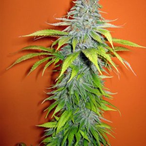 Candy Cream Feminised Seeds - Bulk x 100