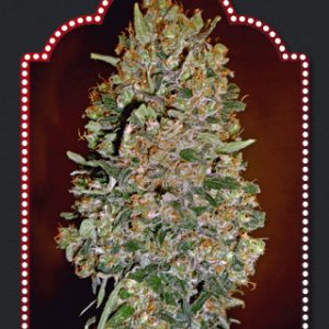 Automatik Collection #1 Auto Feminised Seeds - 6