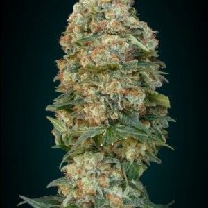 Collection #1 Feminised Seeds - 6