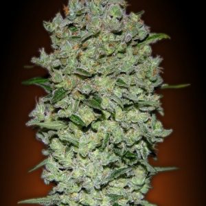 Collection #1 Auto Feminised Seeds - 6