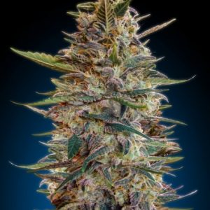 Collection #2 Auto Feminised Seeds - 6