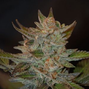 Blue OG Feminised Seeds - 5