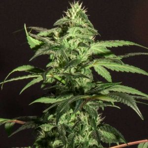 BC Jack Herer Feminised Seeds - 6