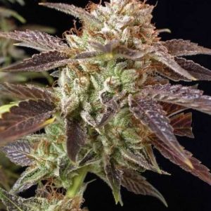 BC Kush Regular Seeds - 12