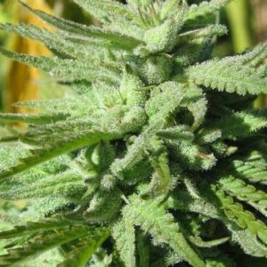 BC Hash Plant Regular Seeds - 12