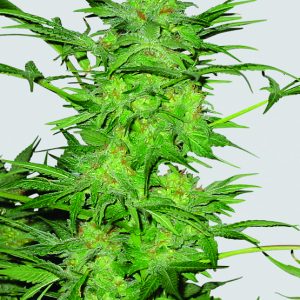 AK-48 Regular Seeds - 10