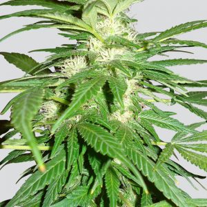 Aurora Indica Regular Seeds - 10