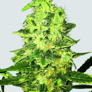 Super Skunk Regular Seeds - 10