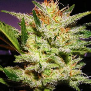 Amnesia Haze Regular Seeds - 10 (formerly Haze #1)