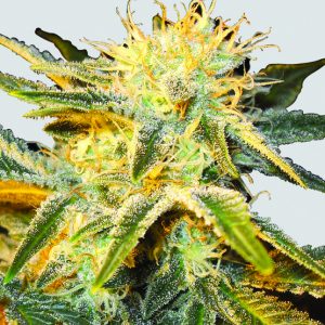 Ice Regular Seeds - 10