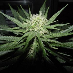 Sweet God Feminised Seeds - 6
