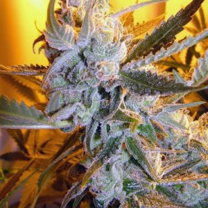 Heaven's Haze Auto Regular Seeds - 8